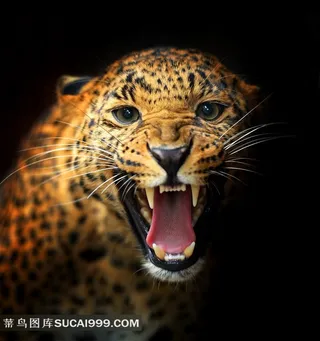 高清野生动物猎豹图片素材