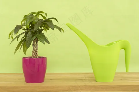 发财树浇水壶图片