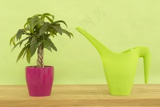 发财树浇水壶图片