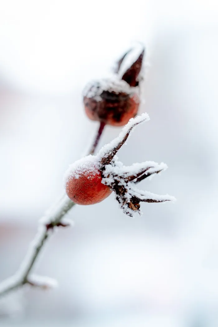 冬天的雪景图