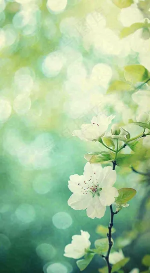 春天清新白色花朵枝叶，春分立春摄影图
