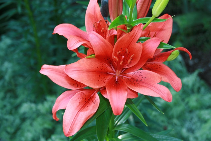 野生红百合盛开图片