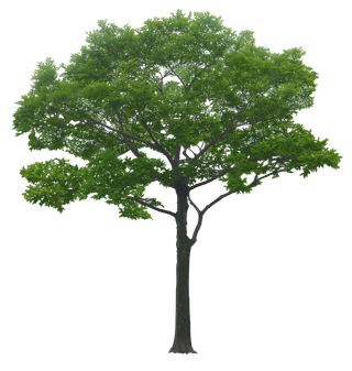 树木树枝树叶免扣素材