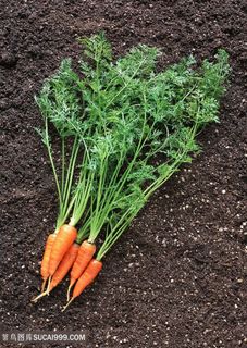 素食新鲜的胡萝卜