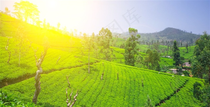 美丽的梯田景色