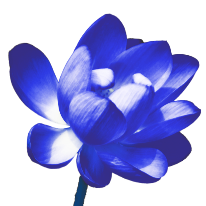 莲花免抠图蓝