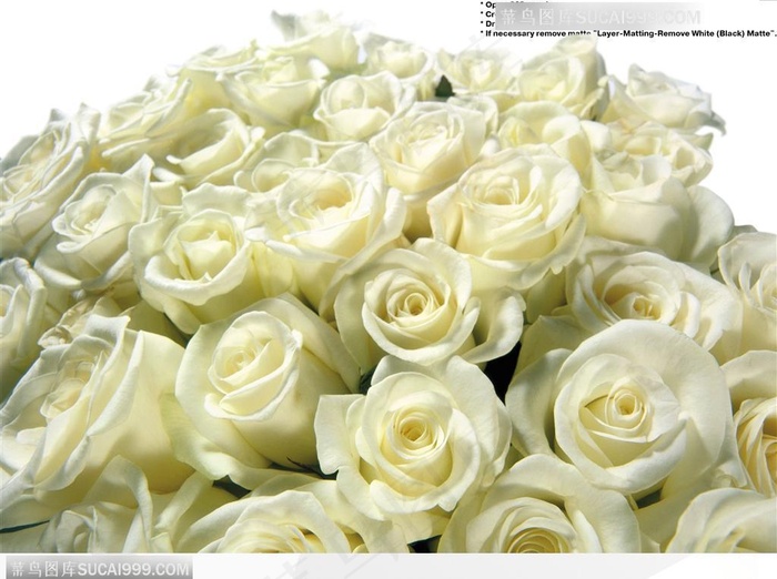 玫瑰花束-白色玫瑰花花朵特写