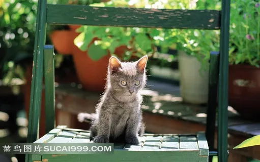 花园里的猫-绿色椅子上的小灰猫