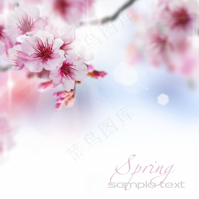 春天鲜花背景图片