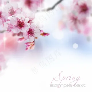 春天鲜花背景图片