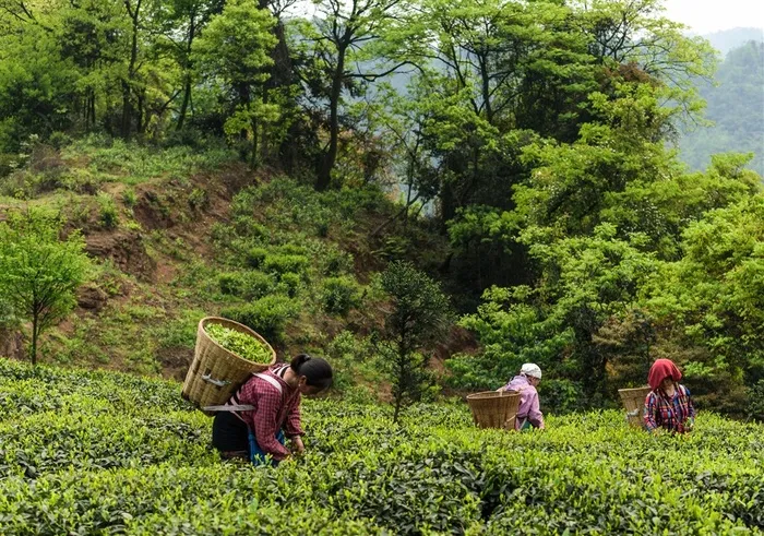山地茶园绿色