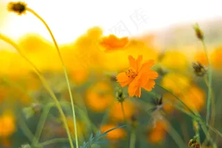 唯美格桑花壁纸图片