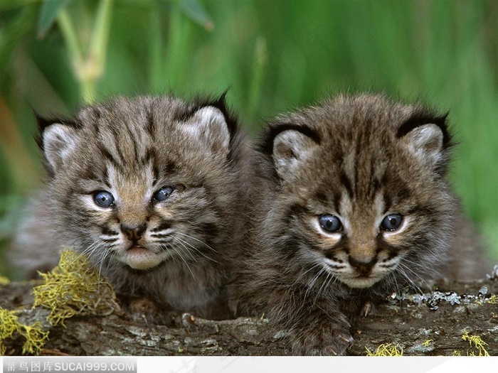 两只小山猫兄弟