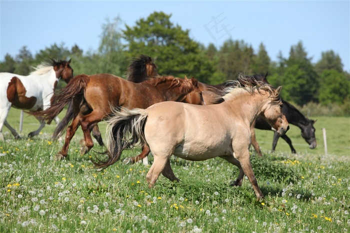草地上几匹骏马图片