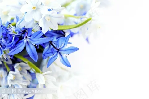 唯美蓝色和白色鲜花图片 唯美蓝色和白色鲜花图片
