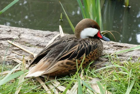 白脸针尾鸭图片 白脸针尾鸭图片