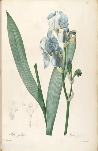 雷杜德原版高清兰花树枝花草图谱