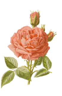 鲜花玫瑰免扣素材