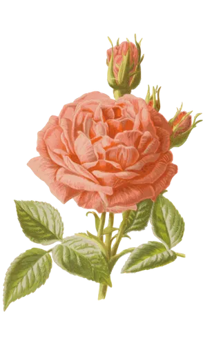 鲜花玫瑰免扣素材