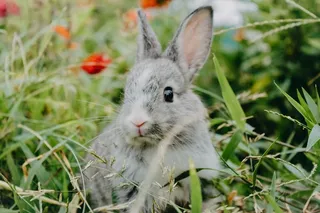 白色可爱兔子摄影素材