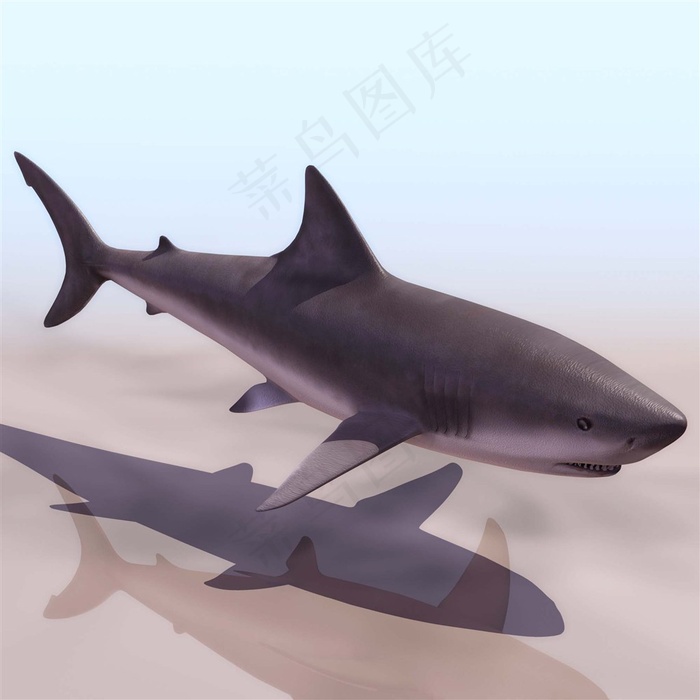 超清野生动物鲨鱼海洋生物