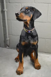 德国杜宾犬图片 德国杜宾犬图片