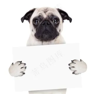 手抱白板的哈巴狗图片