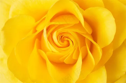黄色鲜花花朵图片 黄色鲜花花朵图片