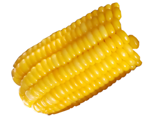 金黄色一根水煮玉米免抠实拍摄影元素