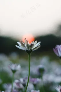 非主流浪漫花草风景图片 非主流浪漫花草风景图片