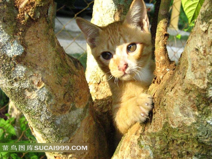 树杈上露出头的猫