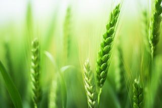 小麦麦穗稻穗摄影图素材背景