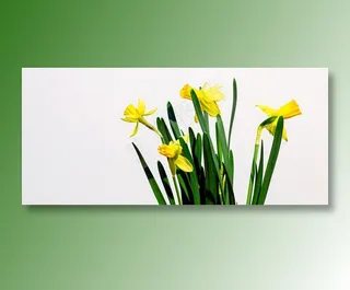 水仙花图片素材