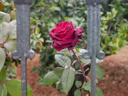 一枝红色玫瑰花图片 一枝红色玫瑰花图片