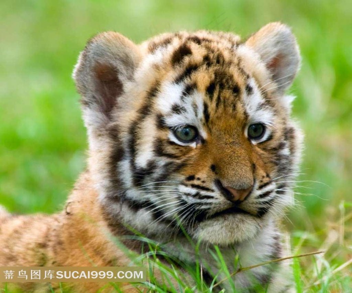草丛中的小老虎