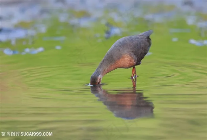 水里找食物的红胸田鸡鸟类图片