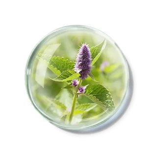 化妆品产品成分—广藿香 免抠图