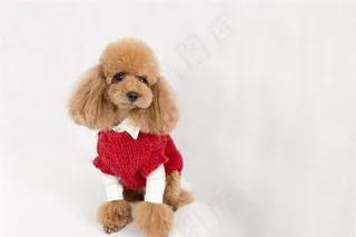 泰迪犬高清摄影素材