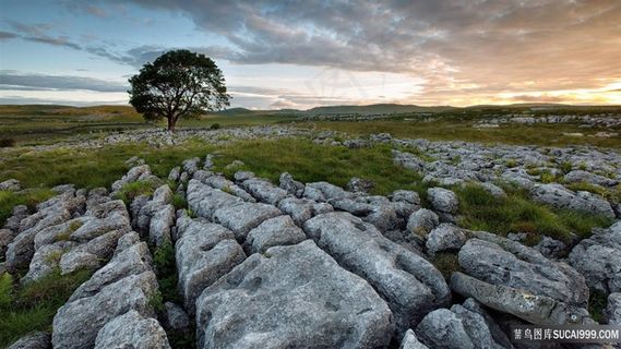 裂纹岩石地面一棵树图片
