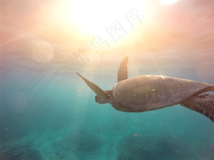 海里的海龟摄影图片