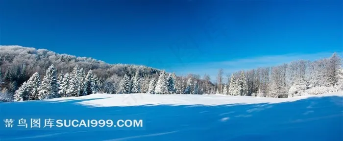 冬天蔚蓝天空树林雪地近景摄影高清图片