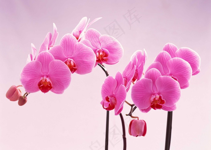 花草特写 55