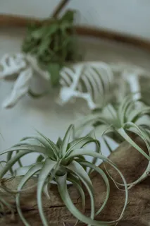 空气凤梨盆景图片