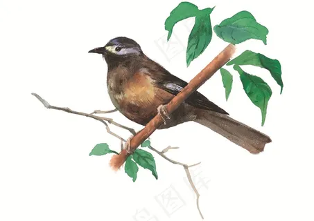 彩绘小鸟图片素材 彩绘小鸟图片素材