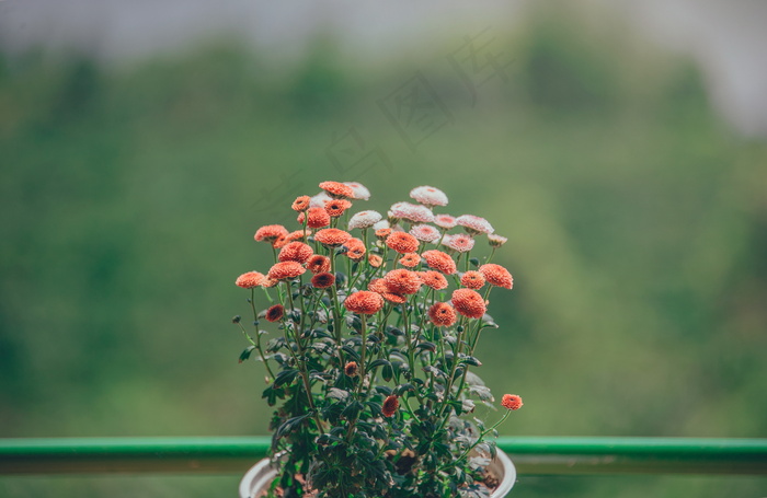 小清新植树节盆栽绿化图片