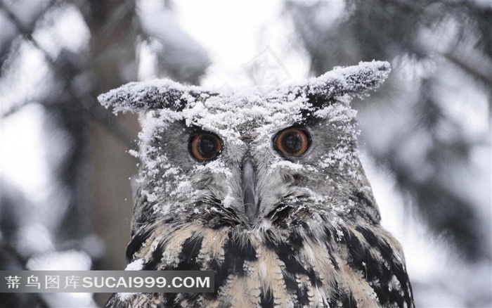 身上有雪花的猫头鹰素材