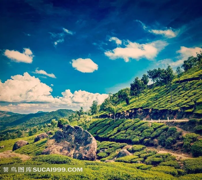 丘陵地带茶场