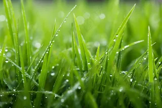 雨天小草上的水珠嫩叶摄影图