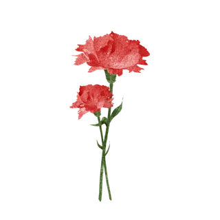 鲜花玫瑰免扣素材