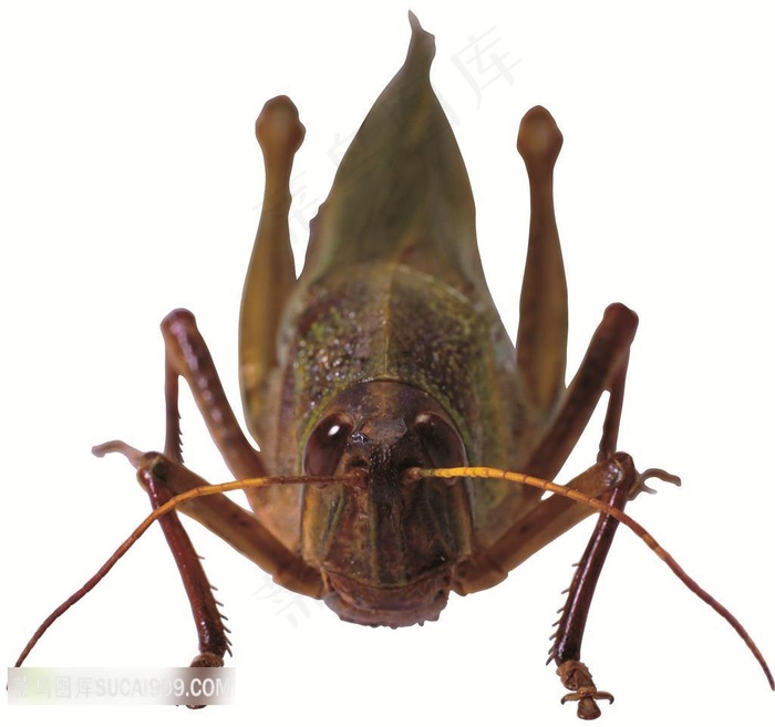 一只黄须绿色的蟋蟀